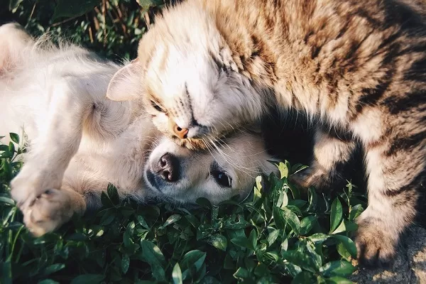 Assicurazione online cane e gatto, quanto vale il mercato delle polizze a quattro zampe?