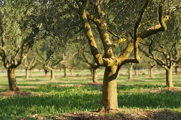 Agroalimentare Dop e Igp: produttori in forte aumento nel Mezzogiorno