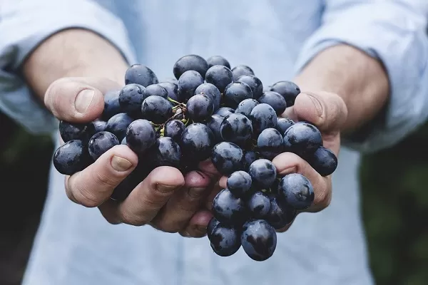 Vendemmia 2017 agricoltura a rischio per burocrazia nuove prestazioni occasionali