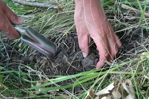 Prezzi tartufo bianco, nuovo massimo storico al borsino di Alba