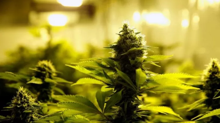 Cannabis, arriva l’ok in Italia per la vendita legale