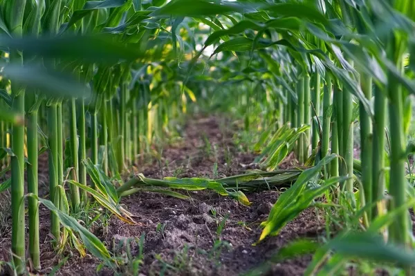 Danni maltempo in agricoltura, bilancio 2018 supera i 750 milioni di euro