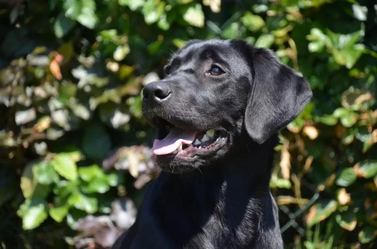 Aprire un allevamento di cani, costi e guadagni