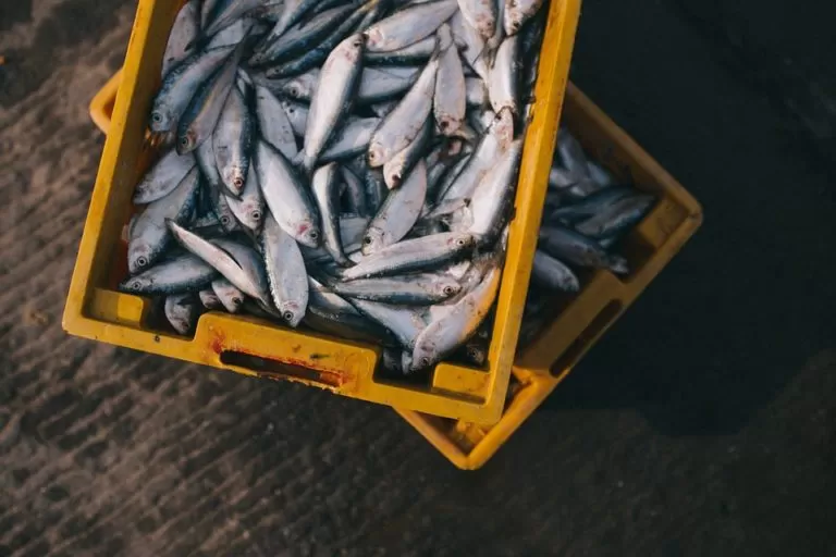 Mercato ittico è boom: a Palermo resiste ancora il pesce fresco