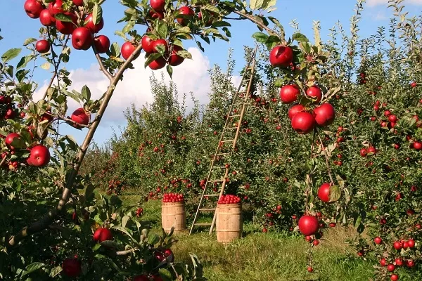 Bonus agricoltura, le novità 2019 per imprese e coltivatori diretti